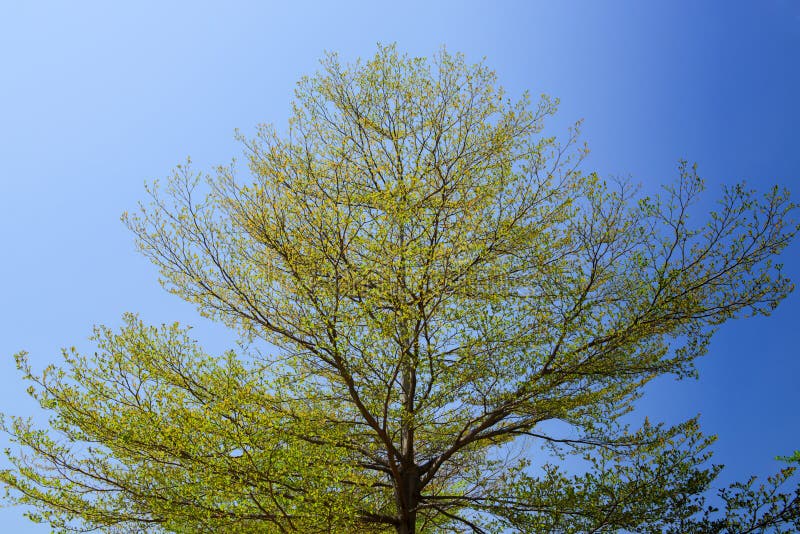 200 Foglie Di Mandorlo Tropicale Nano Circa (=200 Grammi) Acqua