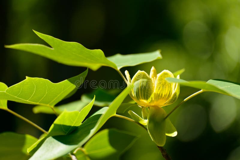 Albero di tulipano cinese di fioritura immagini stock Albero di tulipano cinese di fioritura immagini stock