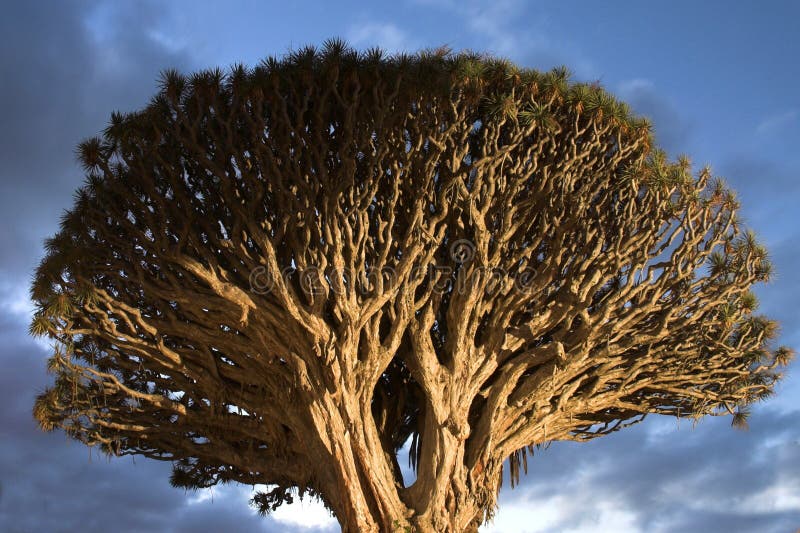 Albero e cielo tempestoso immagini stock Albero e cielo tempestoso immagini stock