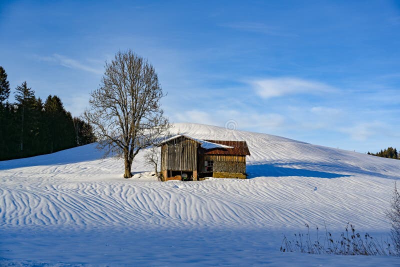 Albero e granaio soli nel paesaggio innevato della Baviera, Germania fotografia stock