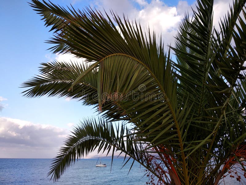 Albero e mare 2 fotografia stock libera da diritti Albero e mare 2 fotografia stock libera da diritti