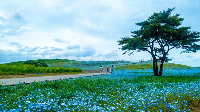 Albero E Nemophila Al Parco Di Spiaggia Di Hitachi In Primavera Con La