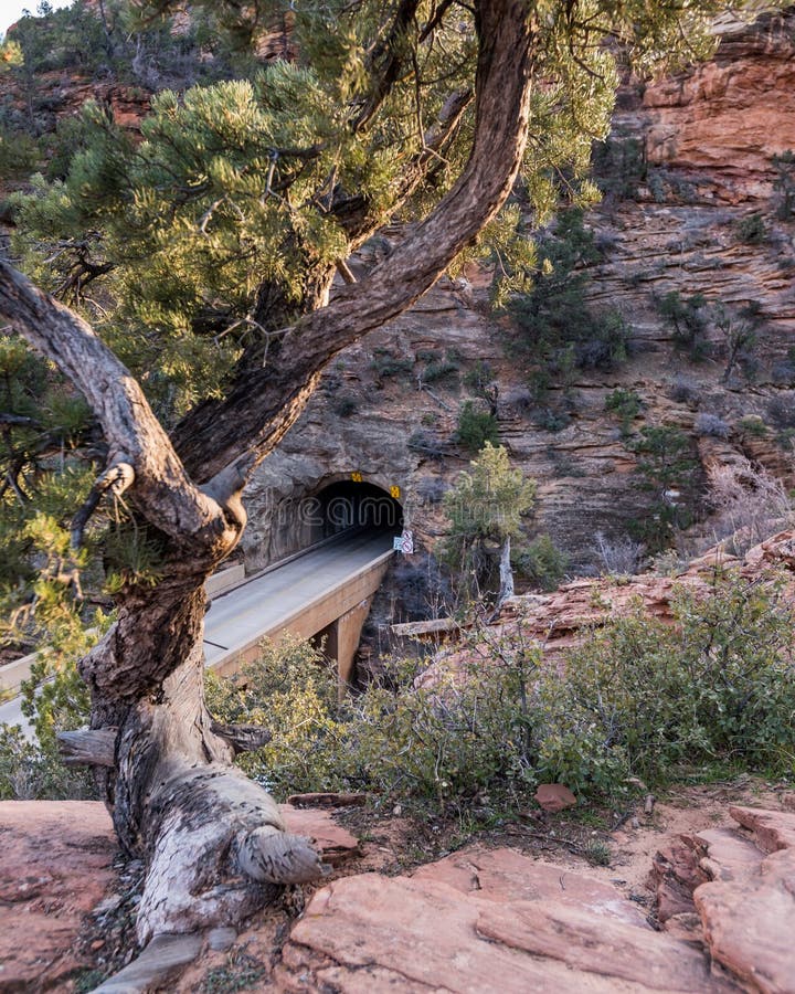 Albero e Zion-supporto torti Carmel Tunnel fotografia stock Albero e Zion-supporto torti Carmel Tunnel fotografia stock