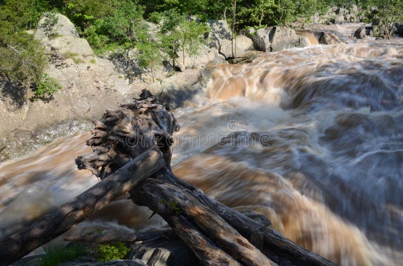 Albero enorme sollevato dal fiume Potomac immagini stock