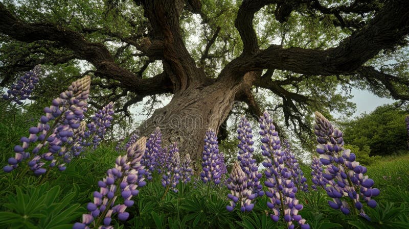 Albero a fiore viola fotografia stock