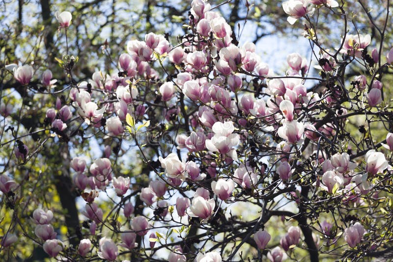 Albero Fiorito Della Magnolia Con I Grandi Fiori Rosa Fotografia Stock - Immagine di testa ...