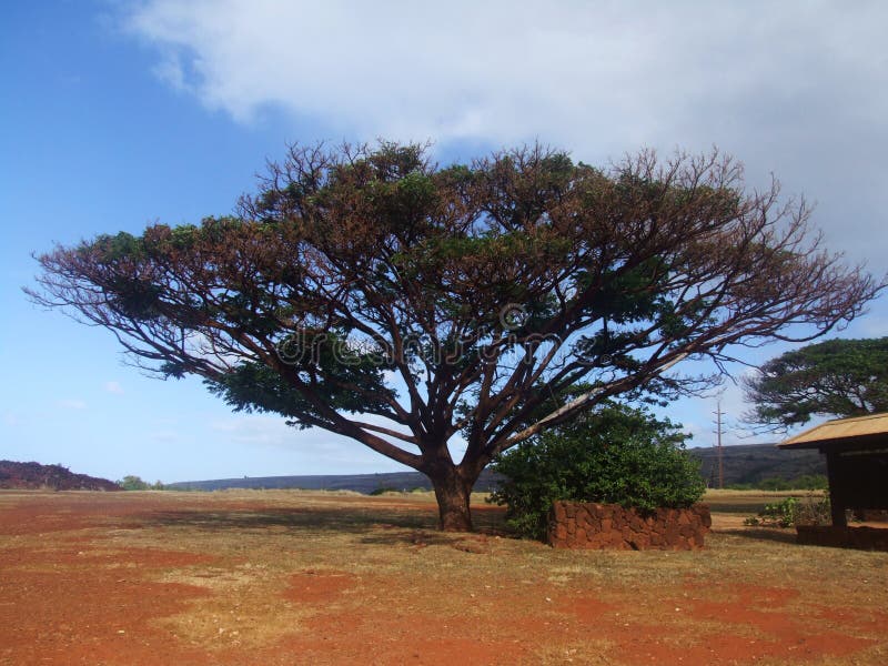 Albero folto ad Elizabeth forte, Kauai, Hawai immagine stock Albero folto ad Elizabeth forte, Kauai, Hawai immagine stock