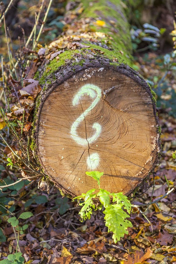 Albero in foresta con dipinto immagine stock