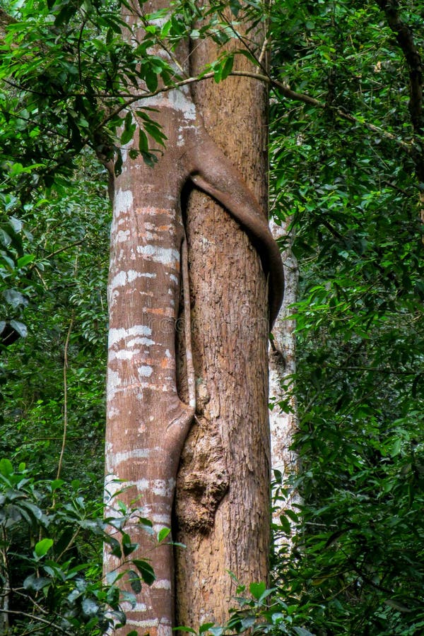 Albero forestale della giungla coperto dalla liana in foresta pluviale tropicale fotografie stock Albero forestale della giungla coperto dalla liana in foresta pluviale tropicale fotografie stock