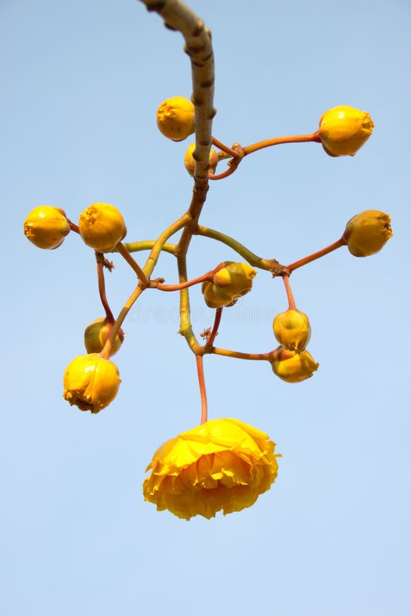 Albero giallo del cotone fotografie stock Albero giallo del cotone fotografie stock