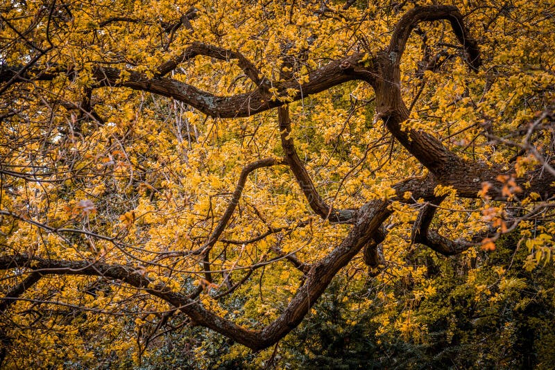 Albero giallo della molla fotografie stock libere da diritti Albero giallo della molla fotografie stock libere da diritti