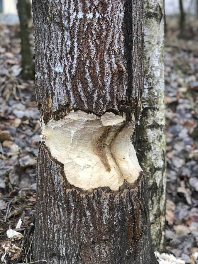 Tree gnawed by beavers near the river. Close up. Tree gnawed by beavers near the river. Close up.