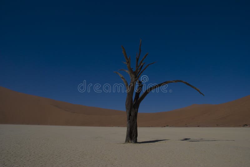 Albero guasto nel deserto di Namib fotografie stock libere da diritti Albero guasto nel deserto di Namib fotografie stock libere da diritti