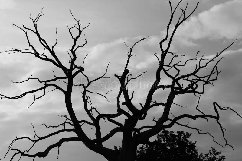 A gloomy bare oak tree with crows flying around. A gloomy bare oak tree with crows flying around