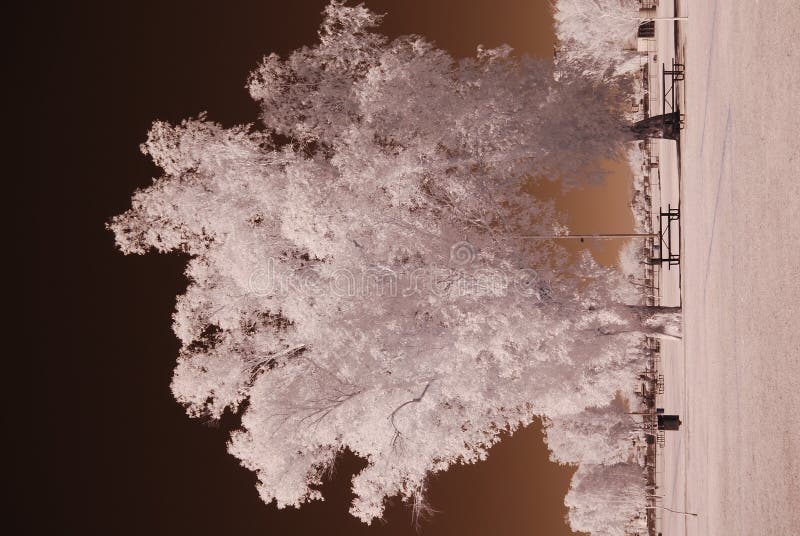 Color Infrared tree at picnic area in the park. Color Infrared tree at picnic area in the park