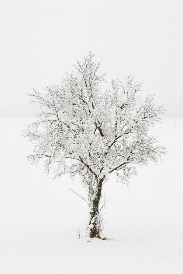 Albero innevato immagini stock libere da diritti