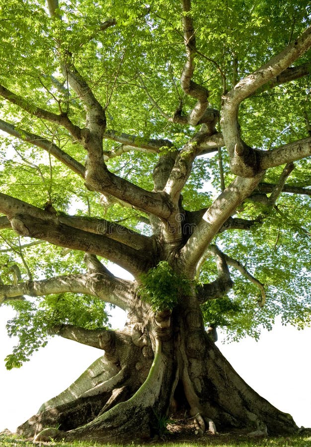Albero isolato immagine stock Albero isolato immagine stock