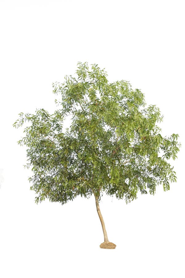 Albero isolato contro la a sopra fondo bianco fotografia stock Albero isolato contro la a sopra fondo bianco fotografia stock