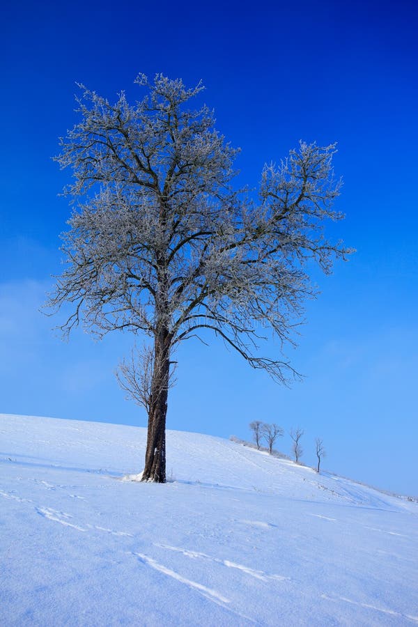 Albero isolato nel paesaggio nevoso di inverno con cielo blu Alberi isolati sul prato della neve Scena di inverno con il percorso fotografia stock libera da diritti Albero isolato nel paesaggio nevoso di inverno con cielo blu Alberi isolati sul prato della neve Scena di inverno con il percorso fotografia stock libera da diritti