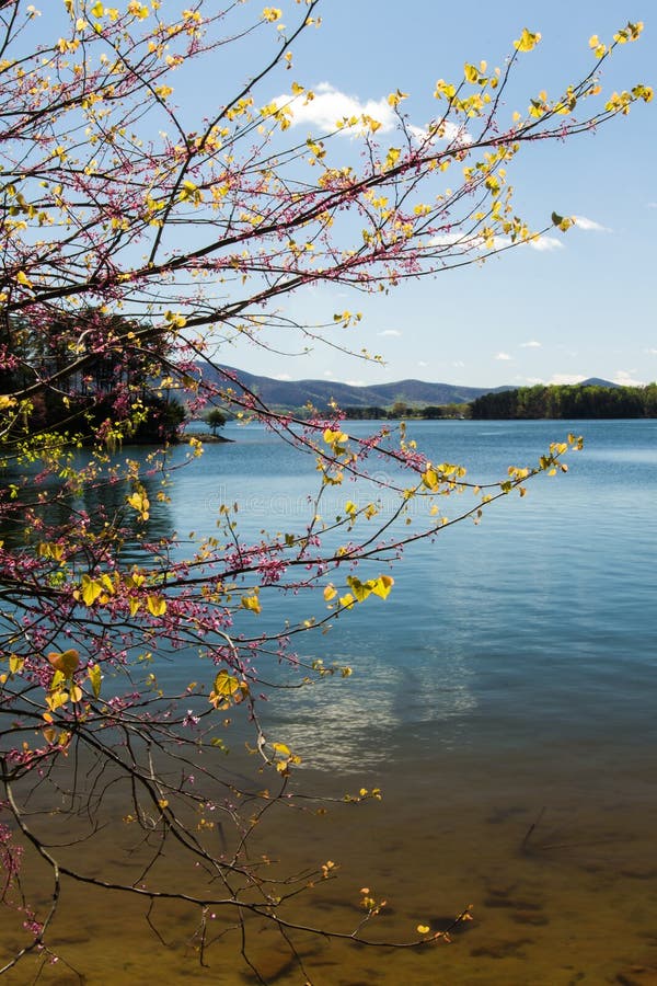 Albero, lago e Montain di Redbud fotografia stock Albero, lago e Montain di Redbud fotografia stock