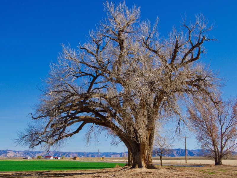 Albero massiccio del pioppo immagini stock libere da diritti Albero massiccio del pioppo immagini stock libere da diritti