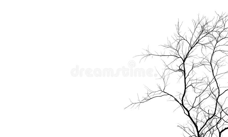 Albero morto e ramo della siluetta isolati su fondo bianco Rami neri del contesto dell'albero Fondo di struttura della natura Alb