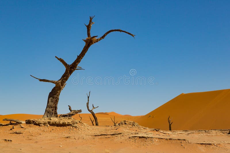 Albero morto nel deserto di Sossusvlei Namib fotografie stock Albero morto nel deserto di Sossusvlei Namib fotografie stock