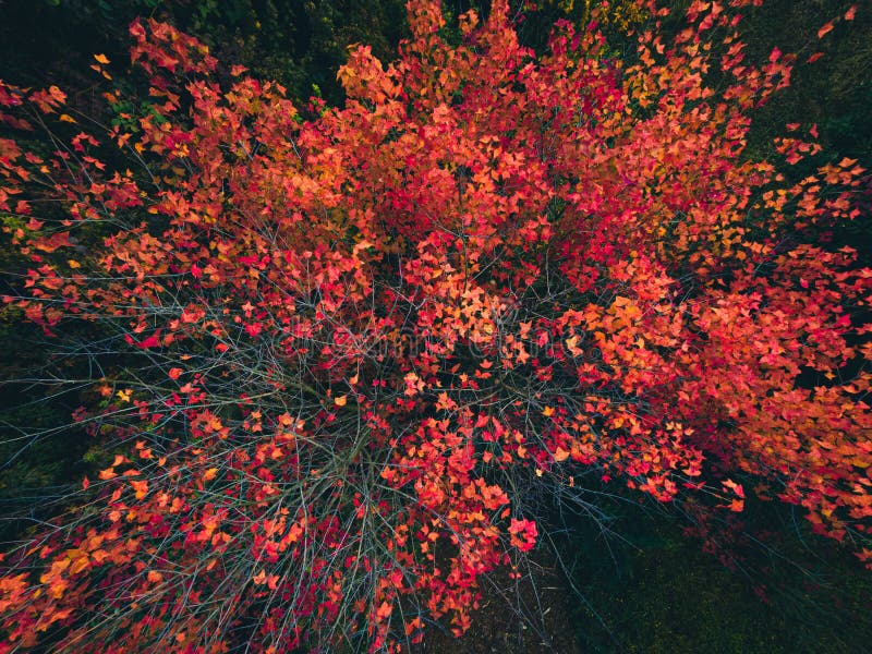 Un albero naturale con foglie rosse è bellissimo