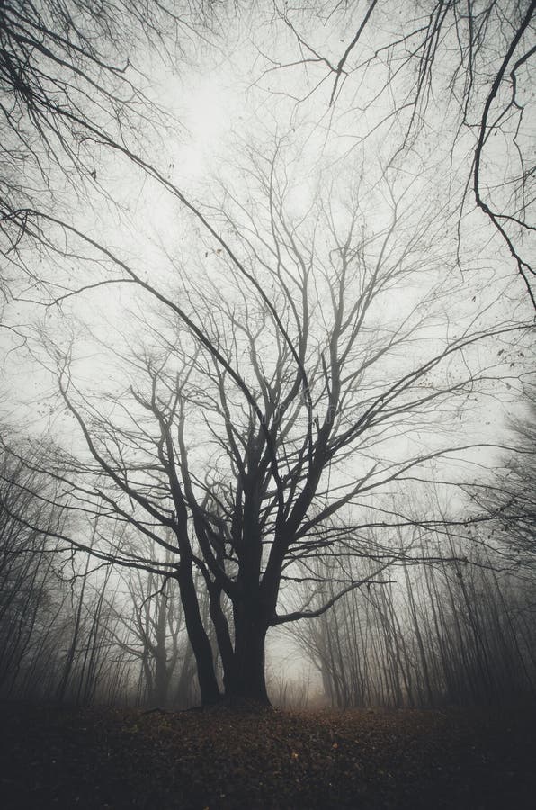 Vertical photo of giant old tree in mysterious scary haunted Halloween forest with fog. Vertical photo of giant old tree in mysterious scary haunted Halloween forest with fog