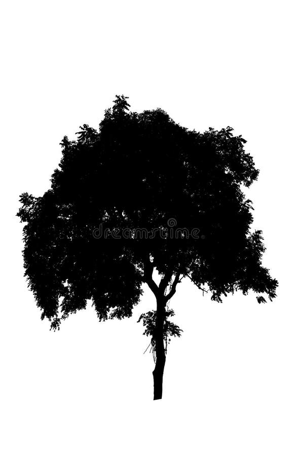 Albero nero isolato su sfondo bianco fotografie stock libere da diritti