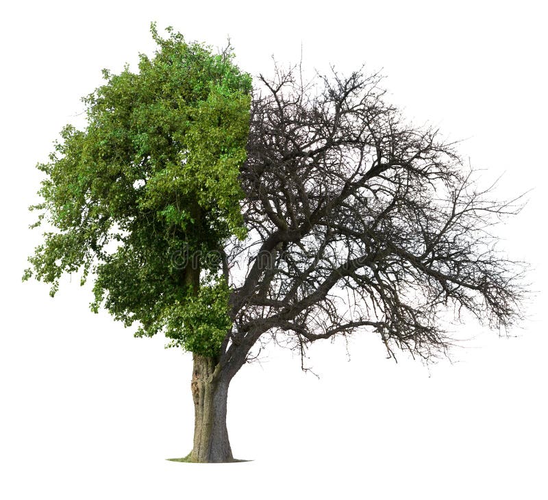 Albero nudo mezzo a metà verde royalty illustrazione gratis