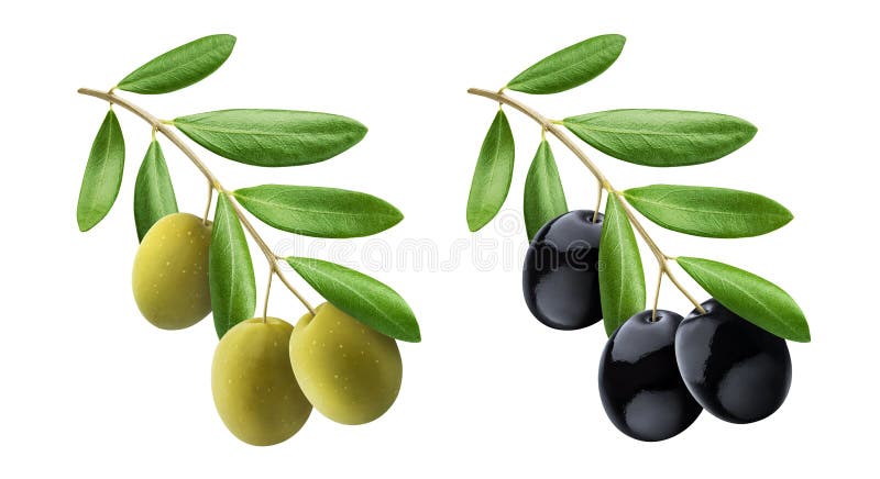 Albero oleicolo con olive verdi e nere isolate su fondo bianco