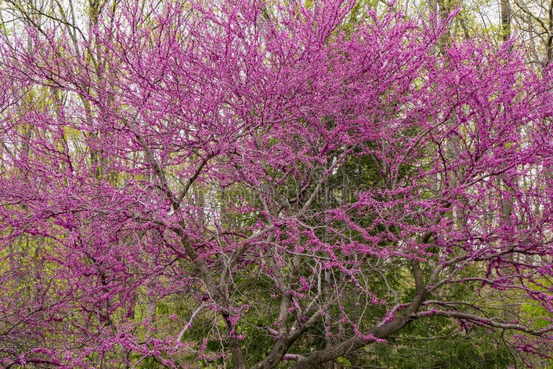 Albero orientale di Redbud - Cercis Canadensis - 3 immagine stock Albero orientale di Redbud - Cercis Canadensis - 3 immagine stock