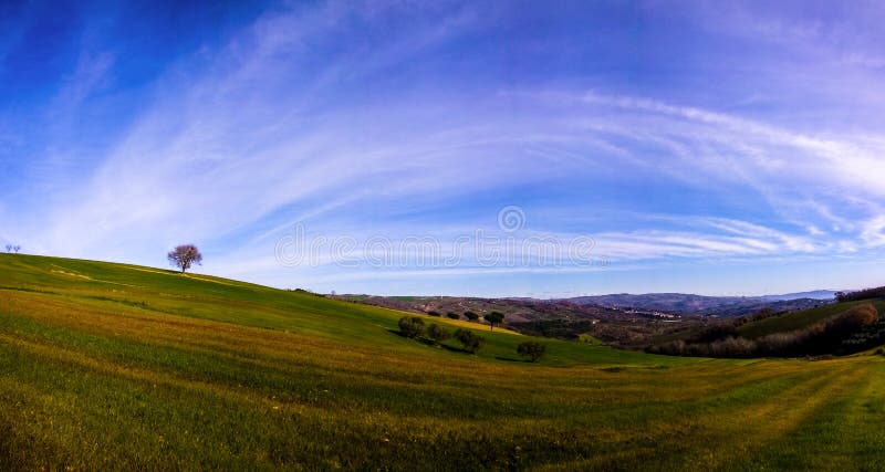 Albero panorama