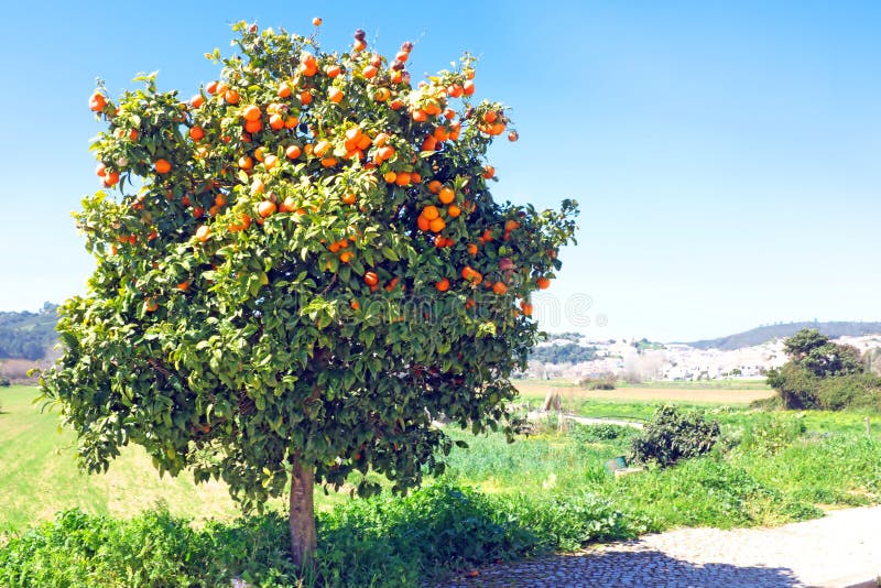 Albero in pieno delle arance nel tempo di primavera fotografia stock libera da diritti Albero in pieno delle arance nel tempo di primavera fotografia stock libera da diritti