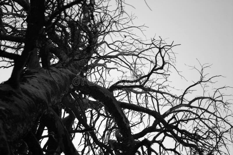 Albero rigido gigante in in bianco e nero immagine stock libera da diritti Albero rigido gigante in in bianco e nero immagine stock libera da diritti