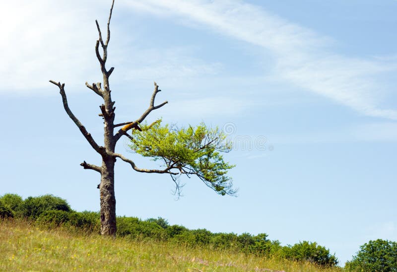 Albero solitario mezzo secco fotografie stock