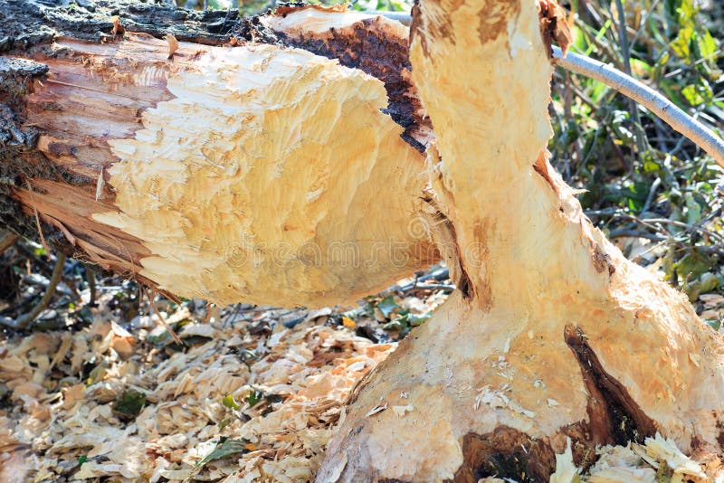 Tree gnawed by beavers. Damaged chewed tree with animals teeth marks near river. Tree gnawed by beavers. Damaged chewed tree with animals teeth marks near river