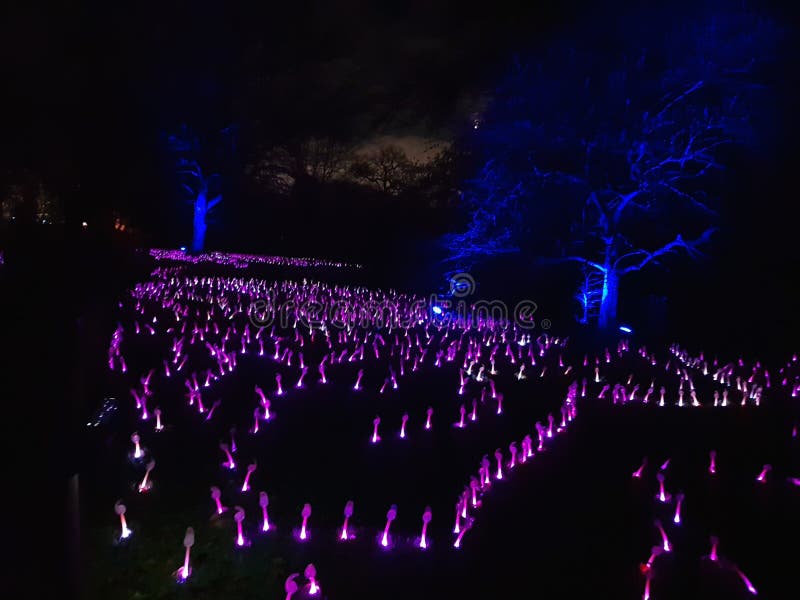 Albero selvatico ricoperto di luci di Natale blu immagini stock libere da diritti Albero selvatico ricoperto di luci di Natale blu immagini stock libere da diritti