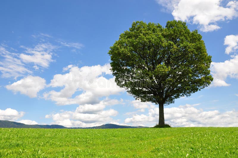 Albero solitario fotografia stock Albero solitario fotografia stock