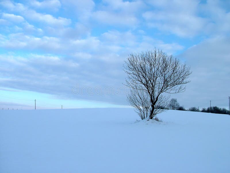 Albero solitario nel campo di inverno fotografia stock Albero solitario nel campo di inverno fotografia stock