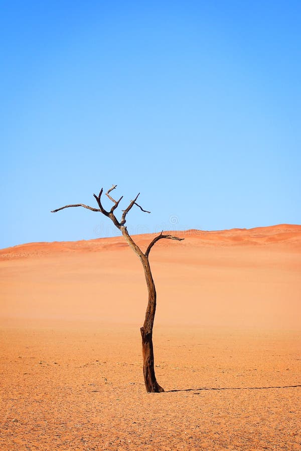 Albero solo immagini stock libere da diritti Albero solo immagini stock libere da diritti