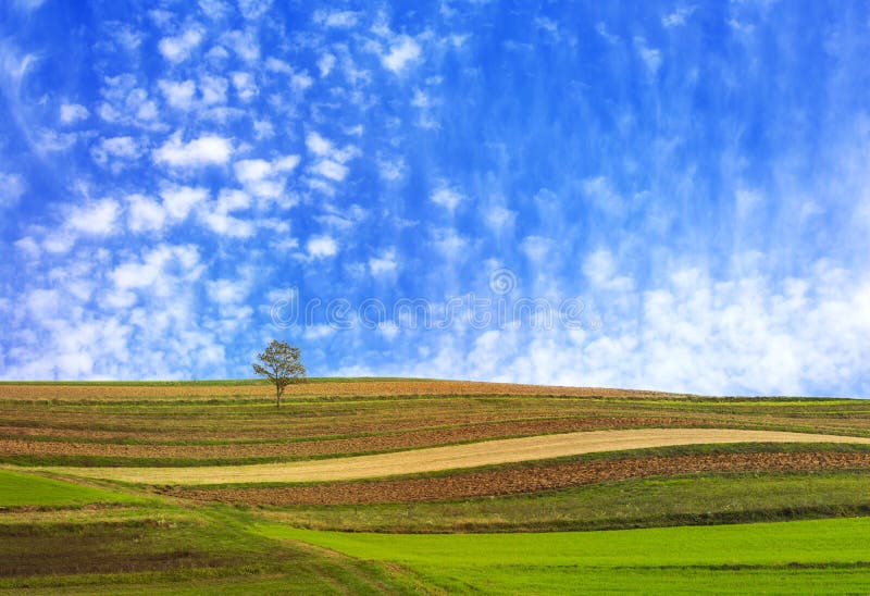 Albero solo nei campi fotografia stock libera da diritti Albero solo nei campi fotografia stock libera da diritti