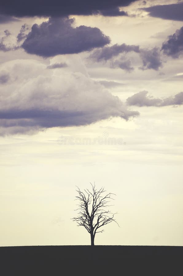 Albero solo nel campo sotto il cielo tempestoso fotografia stock libera da diritti Albero solo nel campo sotto il cielo tempestoso fotografia stock libera da diritti