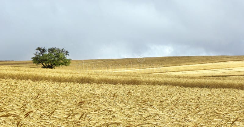Albero solo nel giacimento di grano giallo immagine stock Albero solo nel giacimento di grano giallo immagine stock