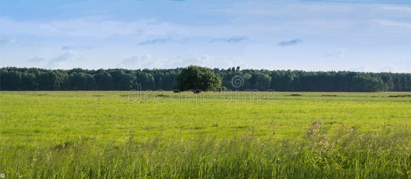 Albero solo su un campo luminoso verde fotografia stock Albero solo su un campo luminoso verde fotografia stock
