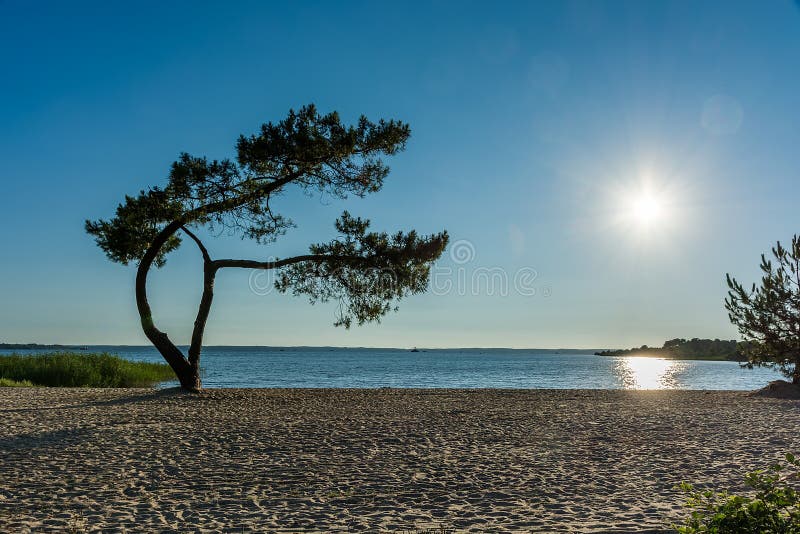 Albero solo su una spiaggia sabbiosa Tramonto sopra il lago fotografie stock Albero solo su una spiaggia sabbiosa Tramonto sopra il lago fotografie stock