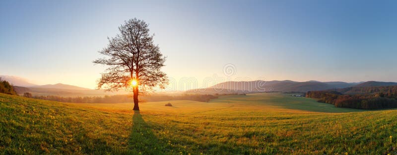 Albero solo sul prato al tramonto con il sole e la foschia - panorama