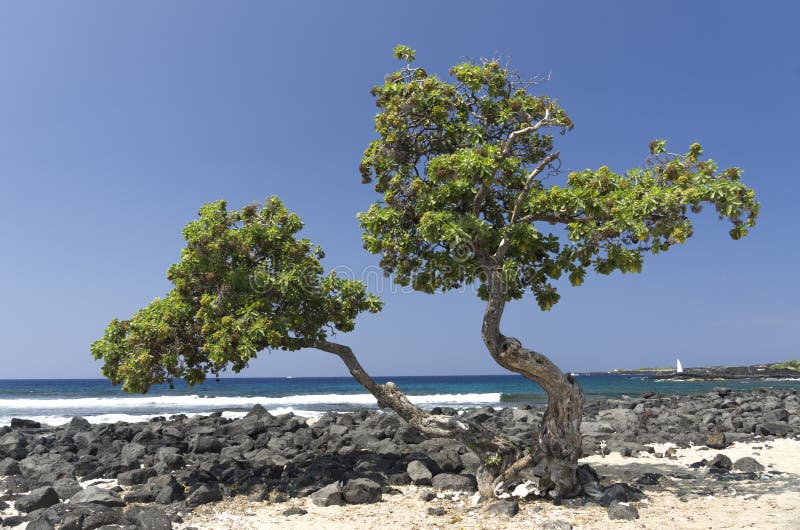 Albero su una spiaggia piena di sole, grande isola, Hawai fotografia stock libera da diritti Albero su una spiaggia piena di sole, grande isola, Hawai fotografia stock libera da diritti