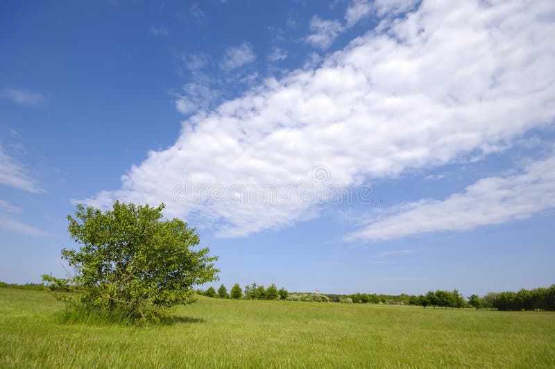 Albero sul campo verde fotografia stock Albero sul campo verde fotografia stock